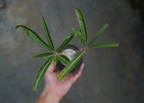 パキポディウム　グラキリス　 Pachypodium Gracilius  No.5