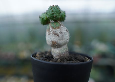 ユーフォルビア　オベサブロー　Euphorbia ObesaBlow No.3