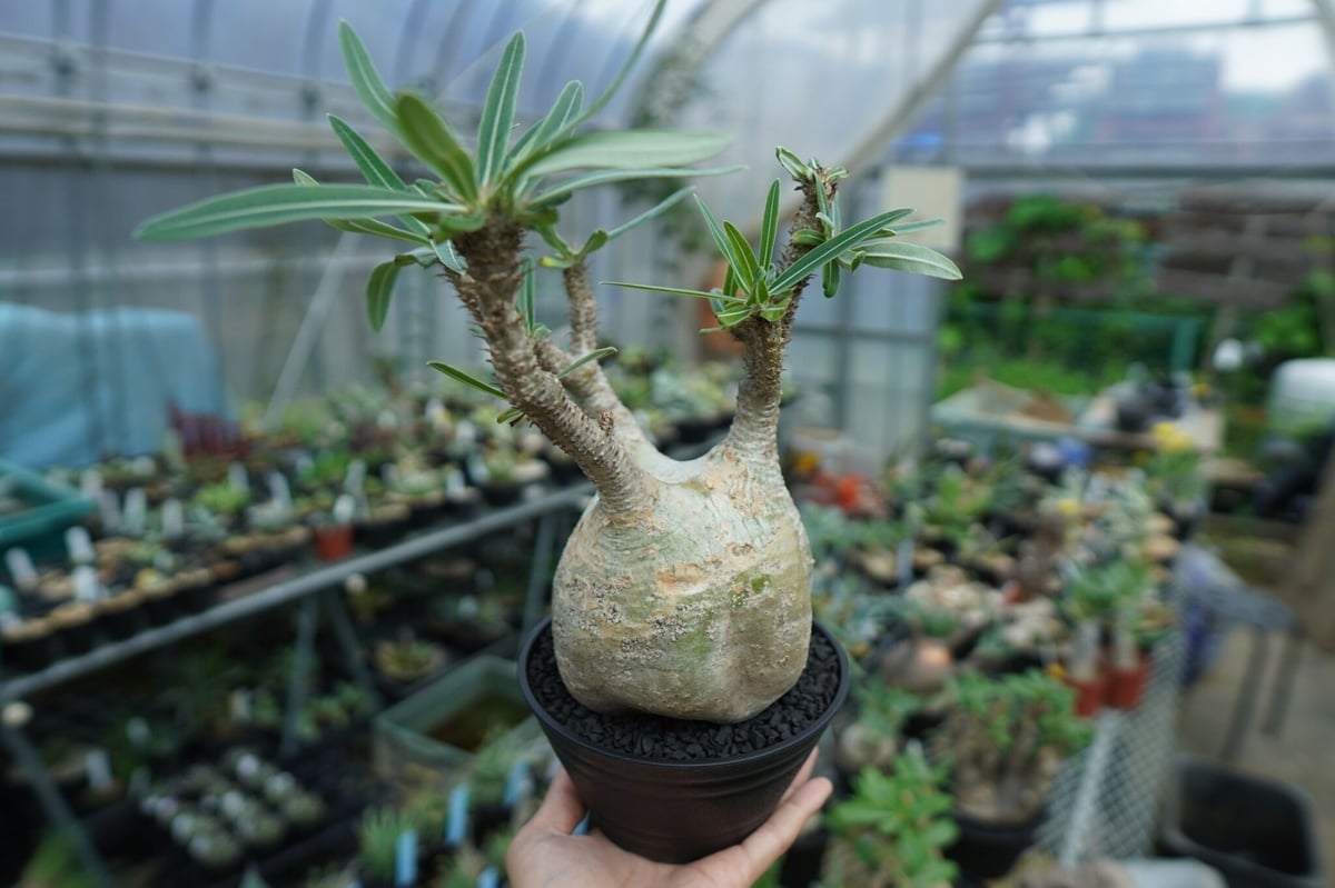 パキポディウム グラキリス Pachypodium Gracilius No.4 | ma