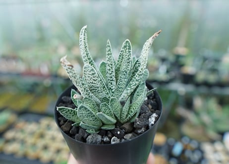 ガステリア　白星殿　Gasteria “Hakuseiden”