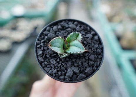アガベ　チタノタ　 ブラックアンドブルー 　Agave titanota black and blue　No.4