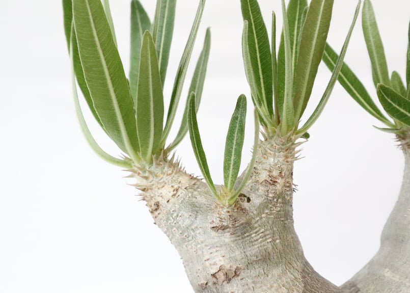 パキポディウム イノピナツム | mana's farm:塊根植物・アガベ