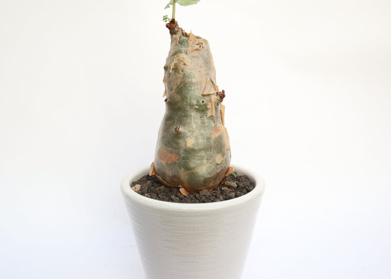 キフォステンマ ベティフォルメ | mana's green:塊根植物販売 キフォステンマ ベティフォルメ | mana's green:塊根植物販売