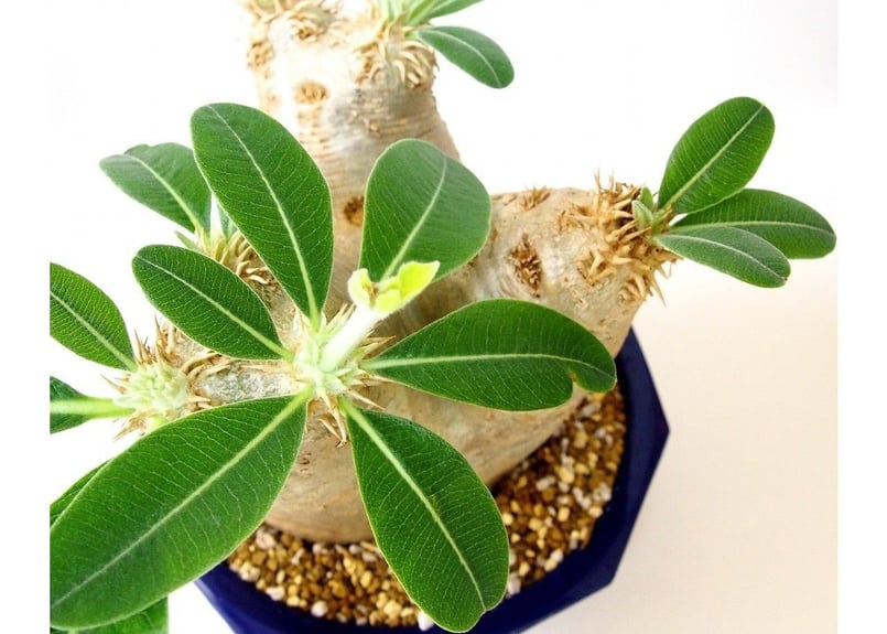 パキポディウム エブレネウム Pachypodium eburneum №6 | mana'