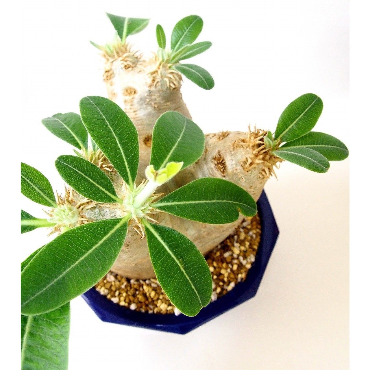 パキポディウム エブレネウム Pachypodium eburneum №6 | mana'