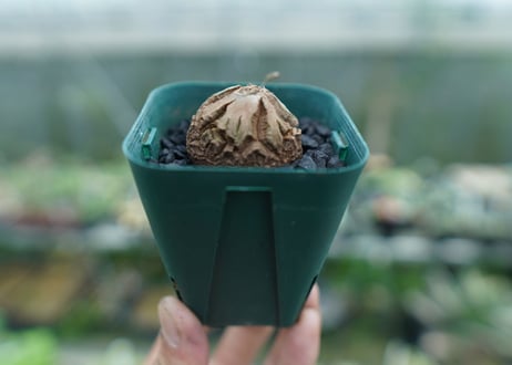 亀甲竜　Dioscorea elephantipes　No.5