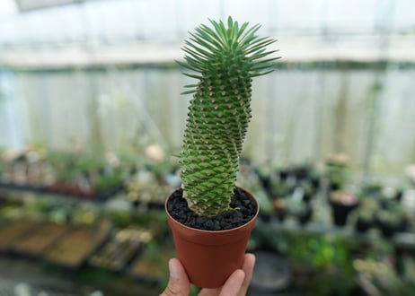 ユーフォルビア　ソテツキリン "パイナップルコーン"　Euphorbia sotetsukirin  No.5