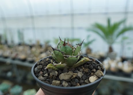アガベ　チタノタ　FO-76　agave titanota  FO-76　No.11