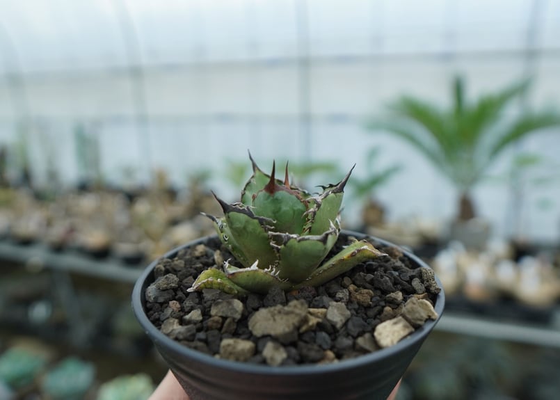 アガベ チタノタ FO-76 agave titanota FO-76 No.11 | ma