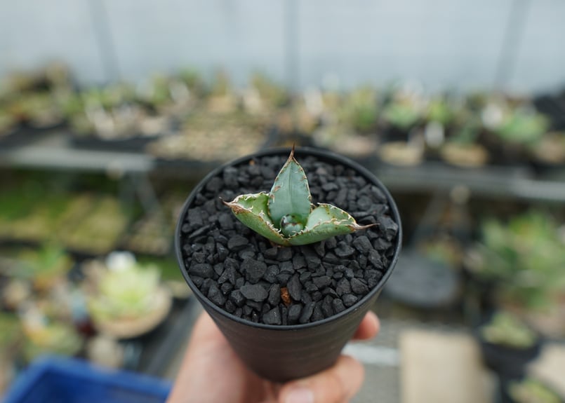 アガベ チタノタ ライオンズメーン Agave titanota Lion's Mane N