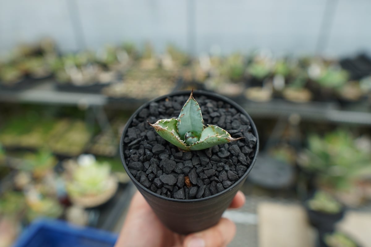 アガベ チタノタ ライオンズメーン 3頭 アガベ チタノタ ライオンズメーン Agave titanota Lion's Mane
