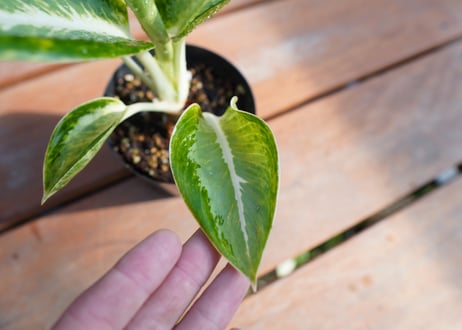 アグラオネマ　カンクン　Aglaonema “Kankun”