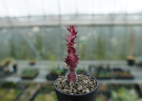 ユーフォルビア　紅彩雲閣　Euphorbia trigona f. rubra　No.2