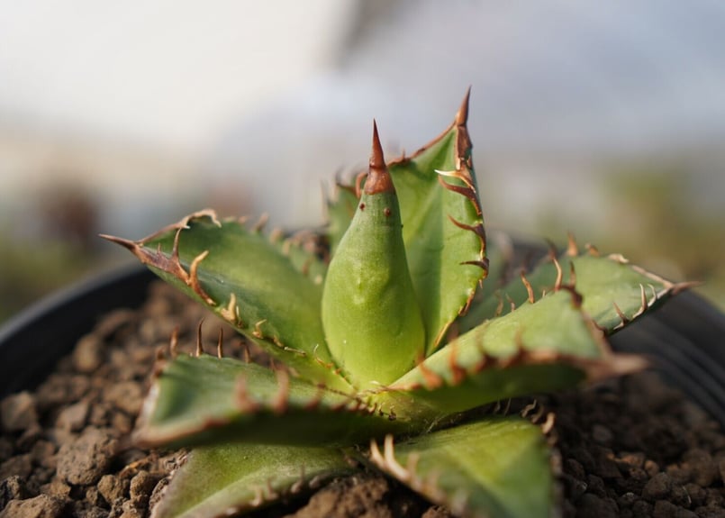 アガベ チタノタ レッドキャットウィーズル | mana 
