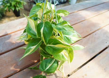 フィロデンドロン　クリームスプラッシュ　Philodendron cream splash