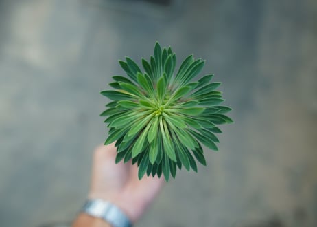 ユーフォルビア　ソテツキリン "パイナップルコーン"　Euphorbia sotetsukirin  No.2
