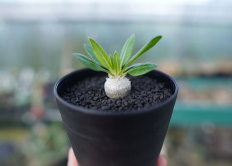 パキポディウム　恵比寿笑い　Pachypodium brevicaule　No.4
