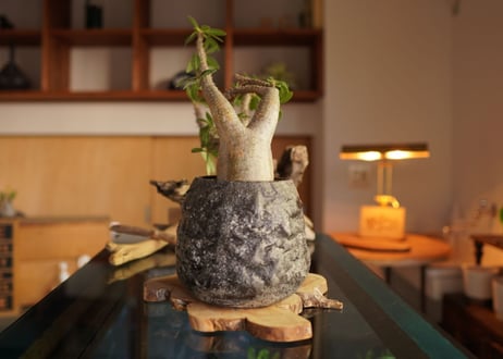 パキポディウム マカイエンセ　Pachypodium makayense
