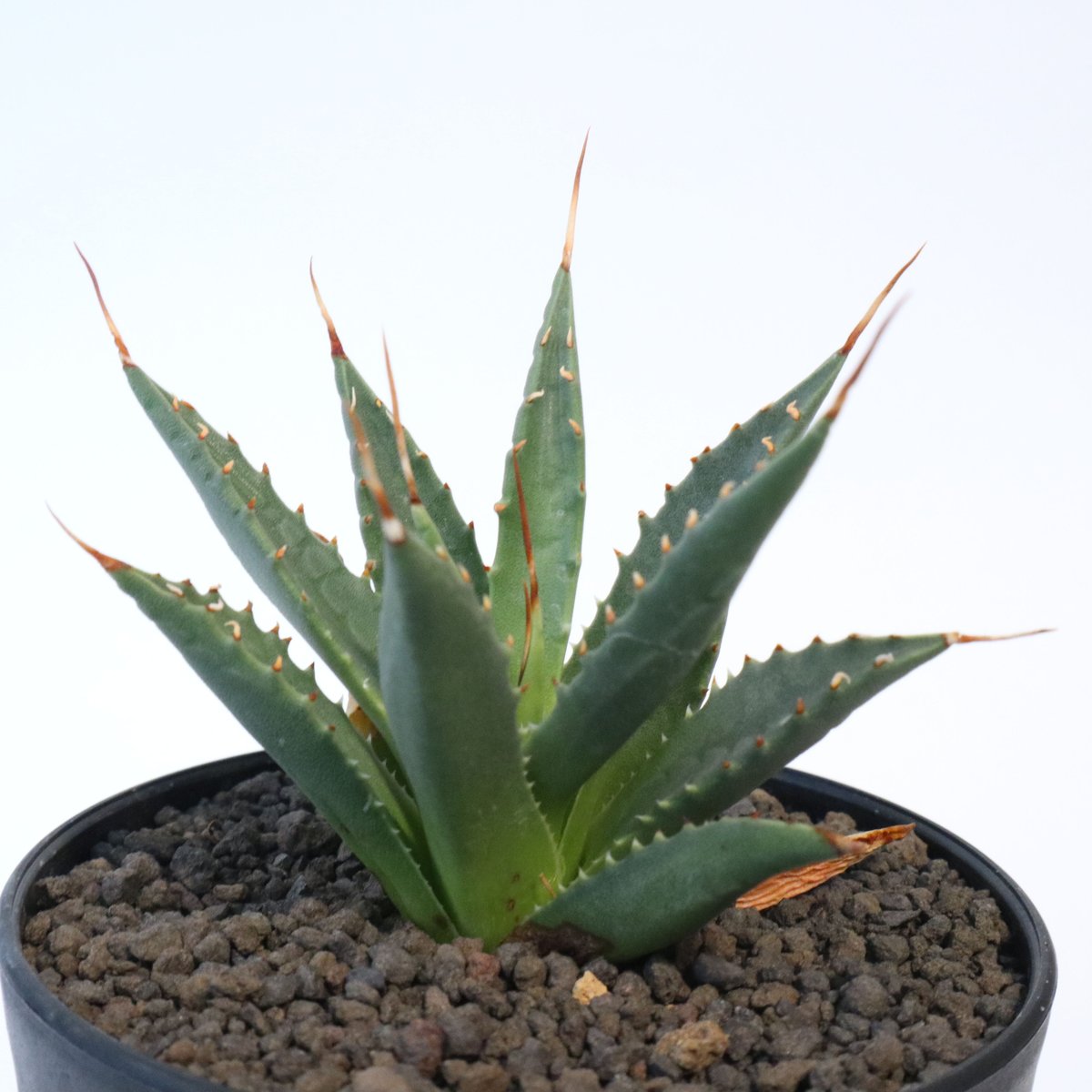 アガベ ユタエンシス ネバデンシス 根鉢 中株 エボリスピナ カイバベンシス アガベ ユタエンシス ネバデンシス 根鉢 中株 エボリスピナ