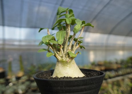 アデニウム　Adenium　No.3