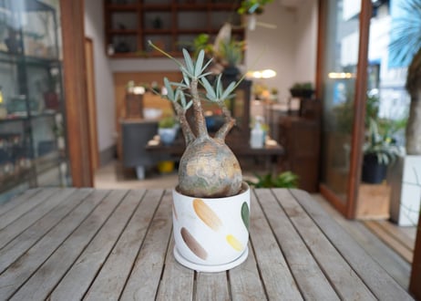 パキポディウム　グラキリス　 Pachypodium Gracilius