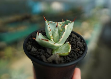 アガベ　兜蟹錦　Agave isthmensis “Kabutogani” variegata  No.2