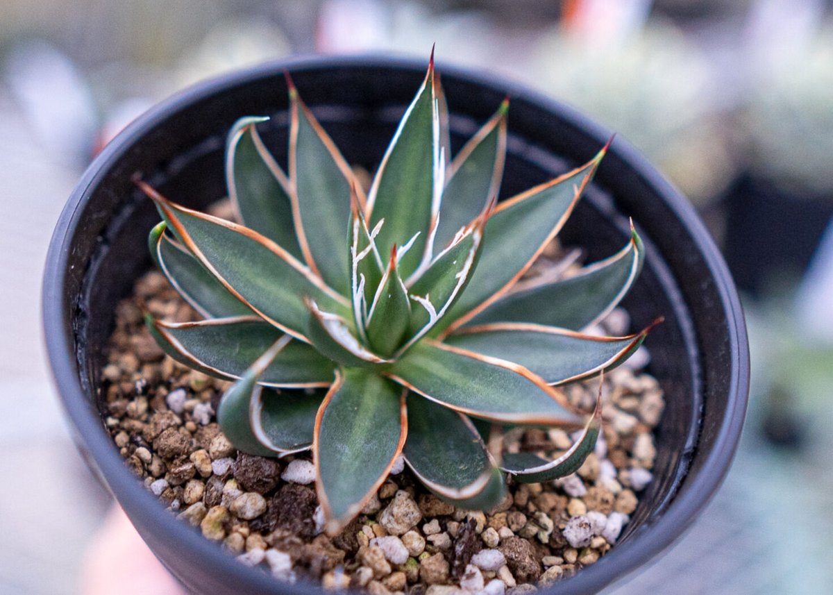 アガベ　アテナータ　ホワイトストライプ　白縞斑　レア　数日限定出品 アガベ アテナータ ホワイトストライプ 白縞斑 レア 数日限定出品