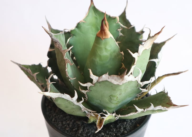 アガベ チタノタ シエラミクスティカ no.2 | mana's farm:塊根植物