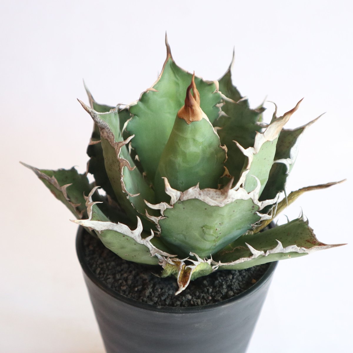 アガベ チタノタ シエラミクスティカ no.2 | mana's farm:塊根植物