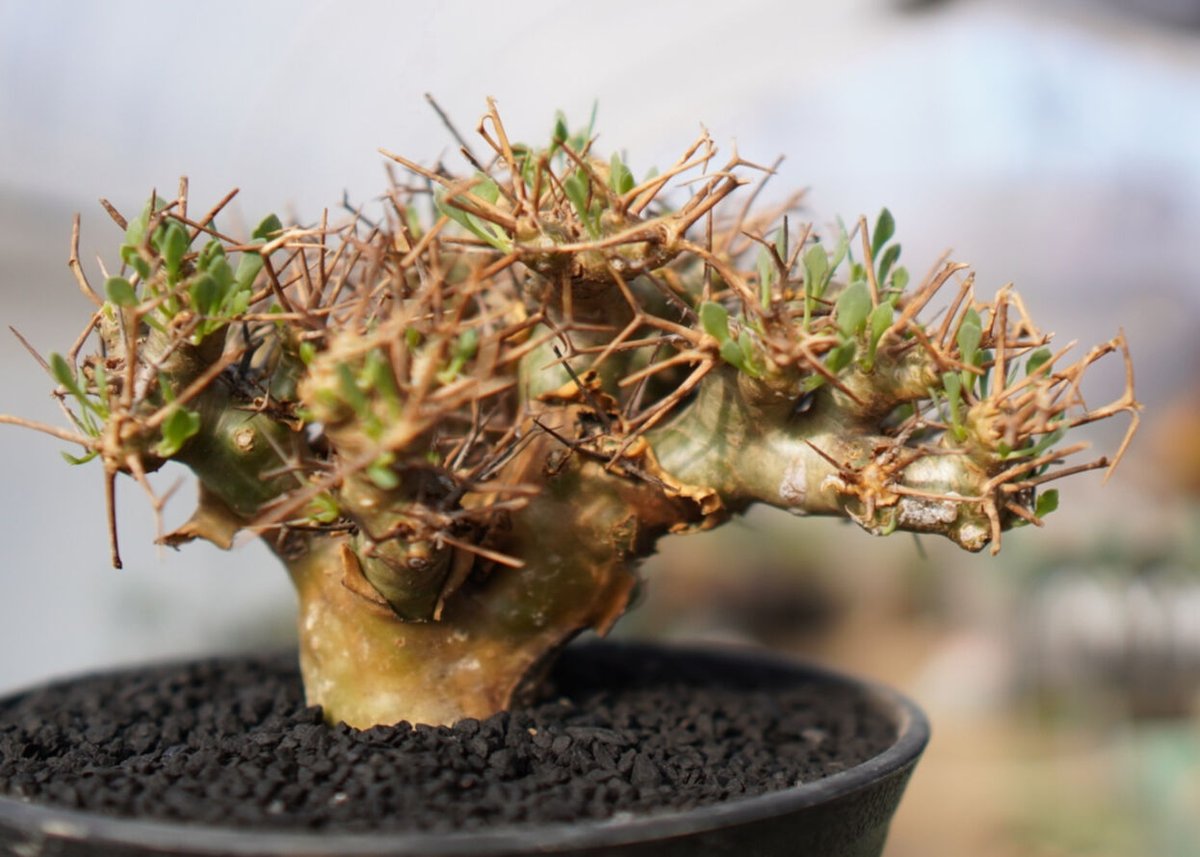 発根済み】オトンナ・ユーフォルビオイデス Othonna euphorbioides No.