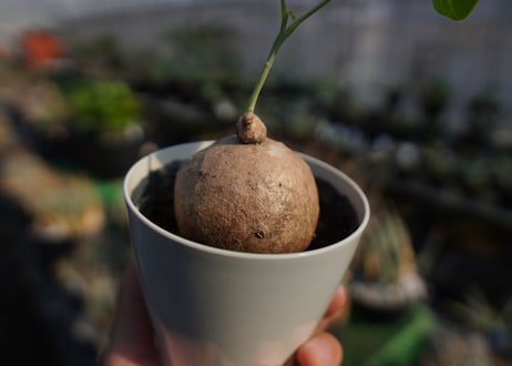 ステファニア　エレクタ　Stephania erecta　NO.2