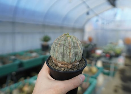 ユーフォルビア　オベサ　Euphorbia obesa  E3