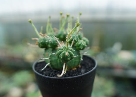 ユーフォルビア　バリダ　Euphorbia valida　No.8
