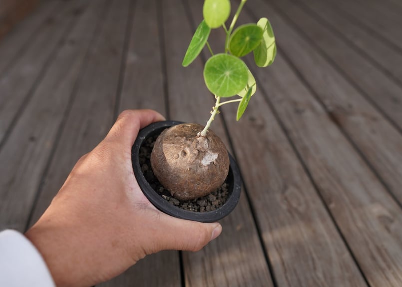 ステファニア エレクタ ステファニア エレクタ - 観葉植物・生花・ドライフラワー通販