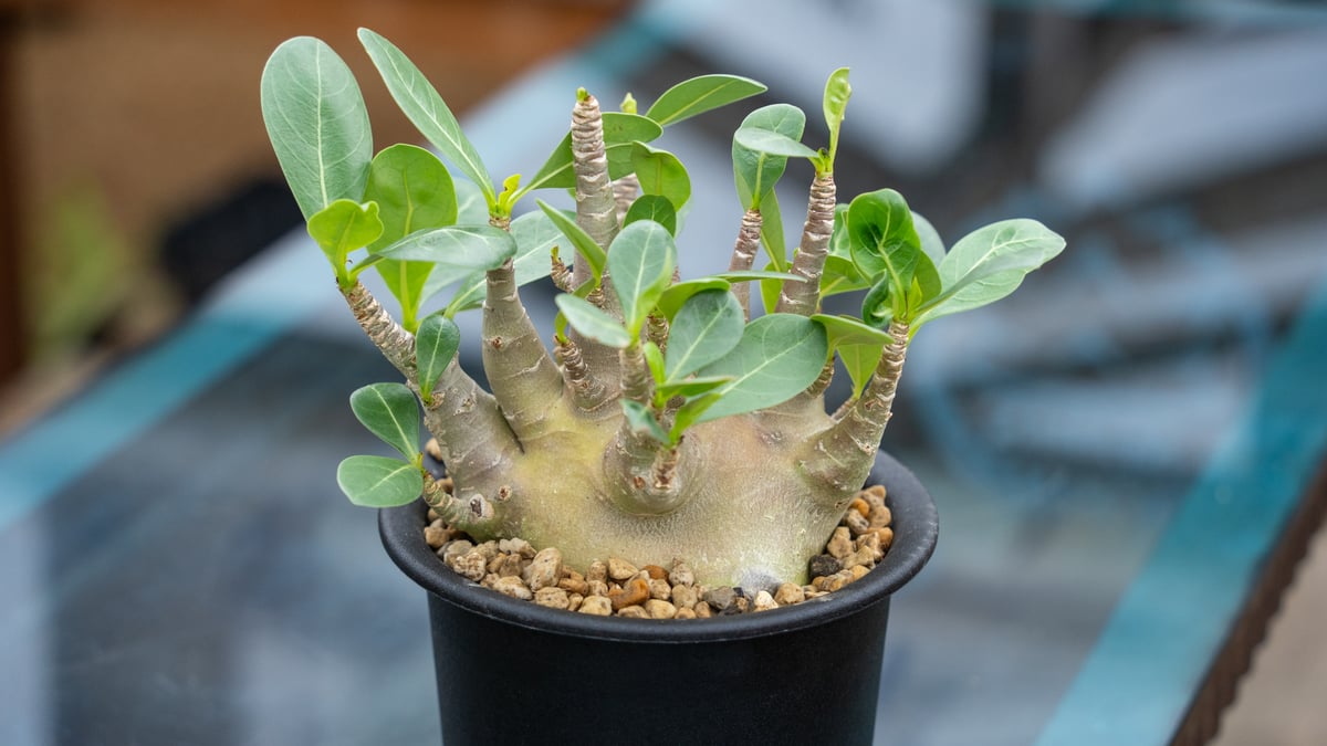 アデニウム モンスター✴️鉢付き 塊根植物 アデニウム モンスター | mana's farm:塊根植物・アガベ・ドライ