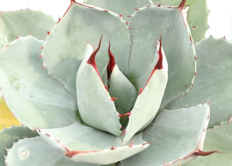 Agave parryi var truncata Huntington