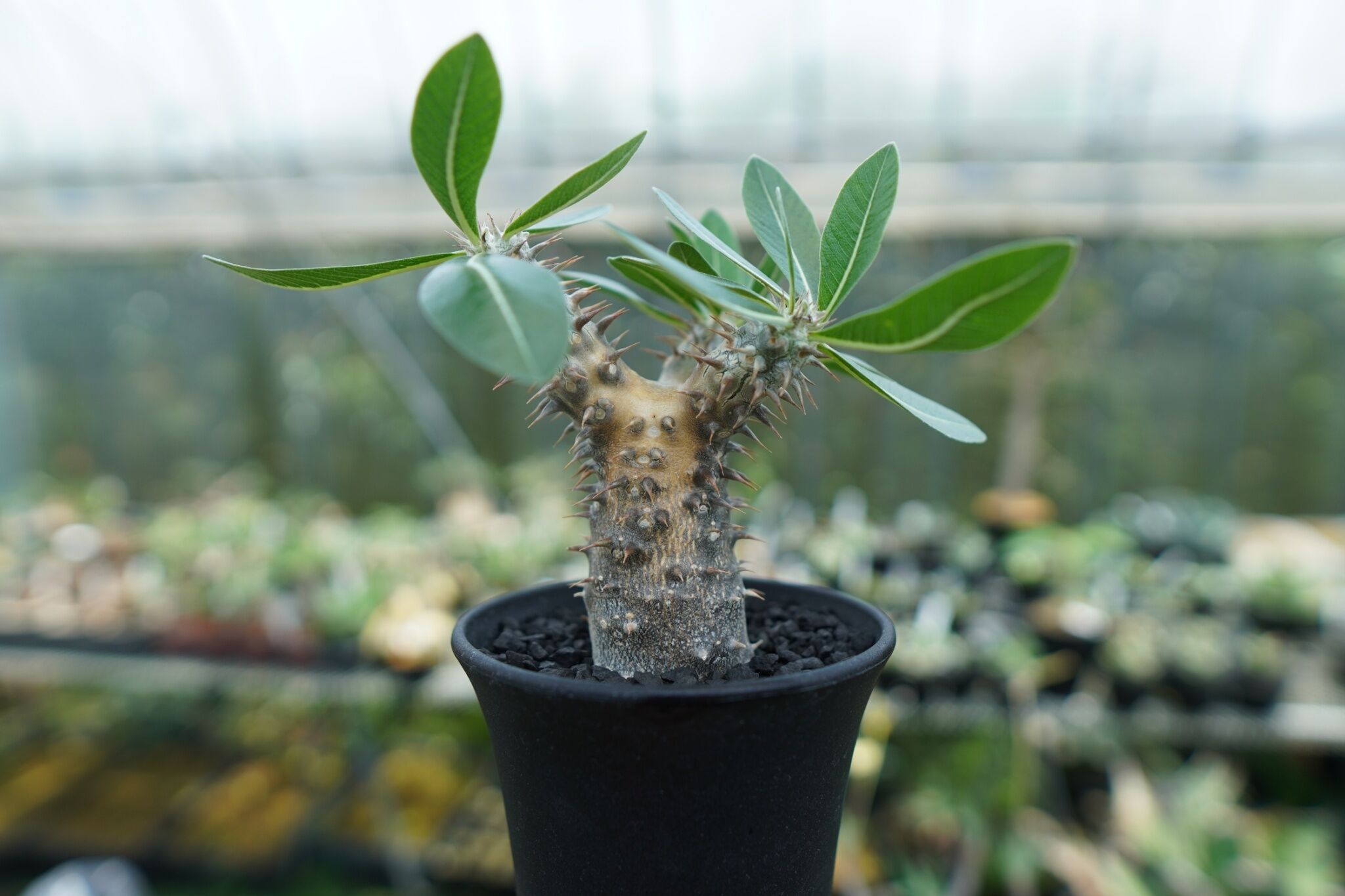 パキポディウム 伊藤ハイブリッド Pachypodium 'Itoh Hybrid' | ma
