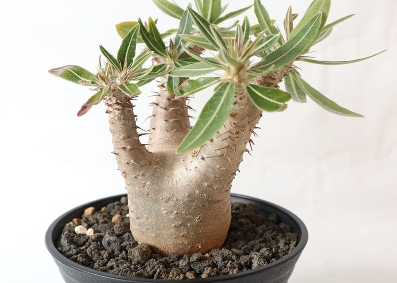 パキポディウム カクチペス | mana's farm:塊根植物・アガベ・ドライ