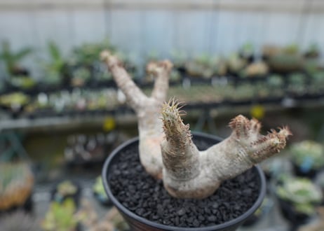 パキポディウム マカイエンセ　Pachypodium makayense　No.6