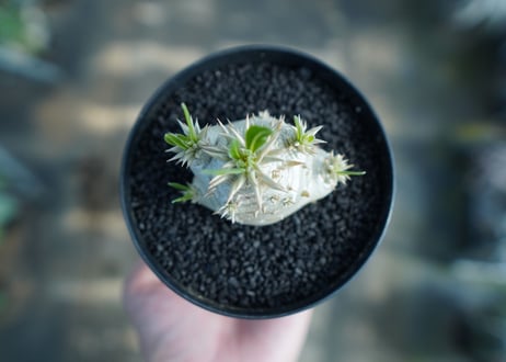パキポディウム　恵比寿大黒　Pachypodium Densicaule　No.10