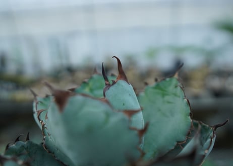 アガベ　チタノタ　 ブラックアンドブルー 　Agave titanota black and blue　NO.9