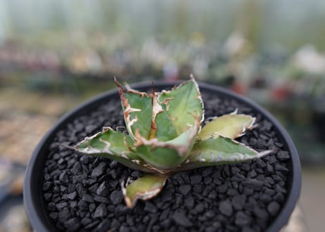 アガベ チタノタ シーザー agave titanota caesar　No.3