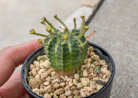 ユーフォルビア バリダ オス