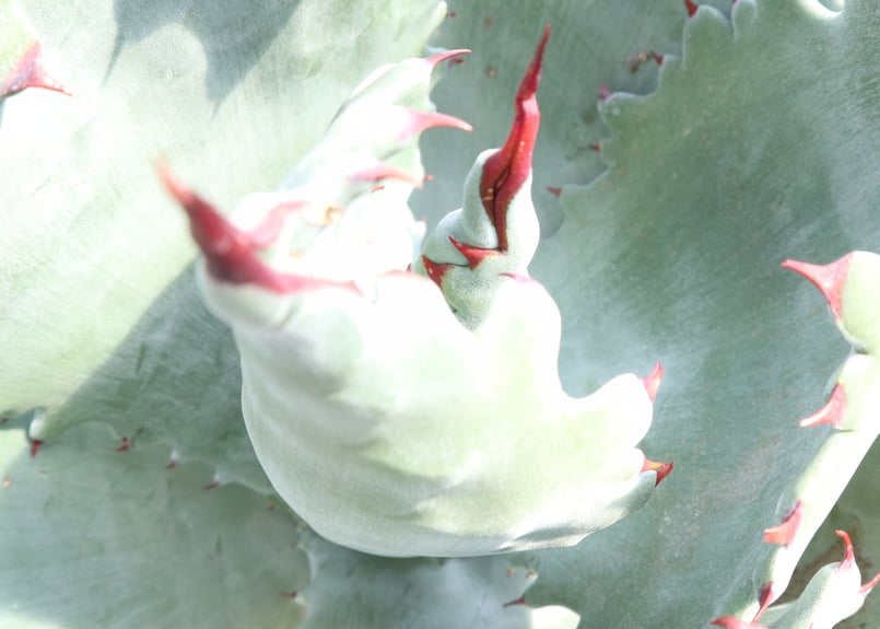 Agave colorata | mana's farm:塊根植物・アガベ・ドライガーデン植物