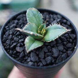 For Sale祭】アガベ小苗の選び方 | mana's green:塊根植物販売 For Sale祭】アガベ小苗の選び方 | mana's green:塊根植物販売