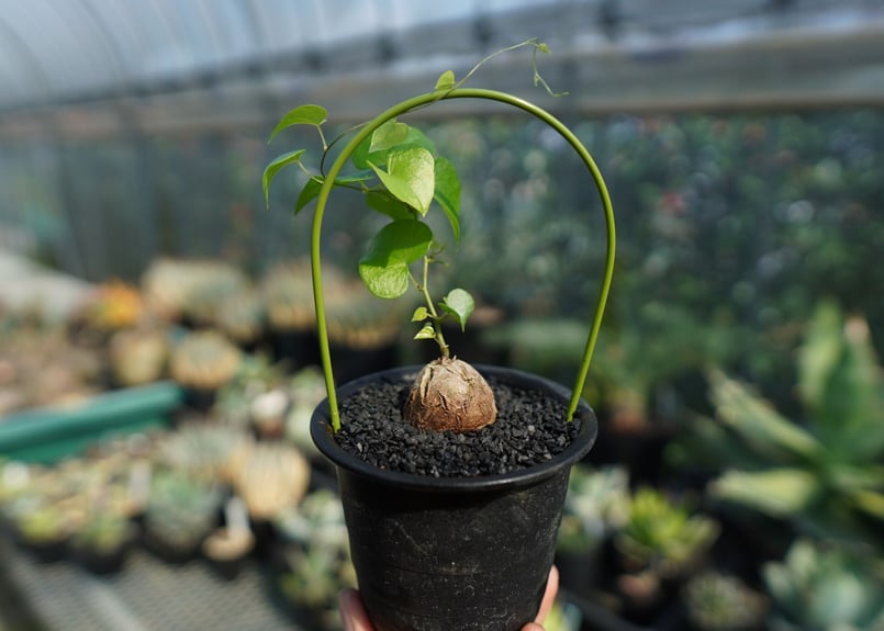 亀甲竜 Dioscorea elephantipes No.2 | mana's farm:塊