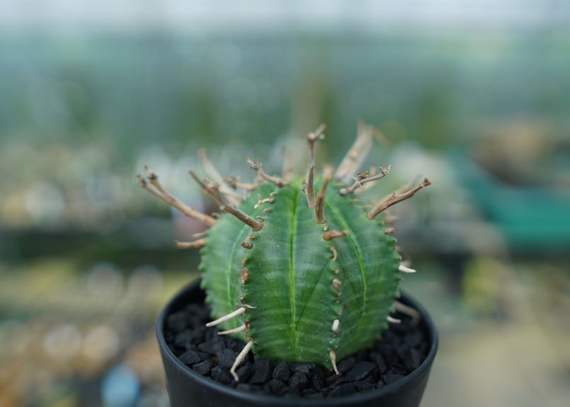 メス 4株 バリダ ユーフォルビア ユーフォルビア スーパーバリダ 雌株 | GREEN LUCK