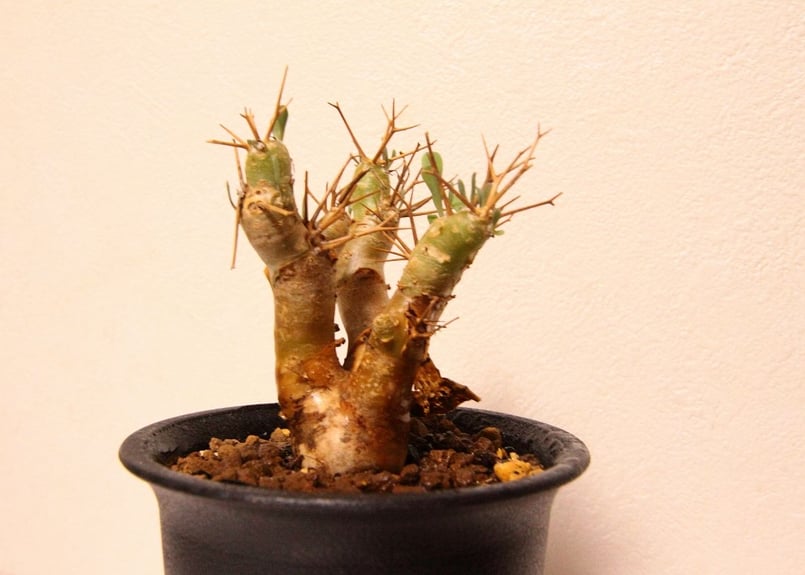 オトンナ ユーフォルビオイデス Othonna euphorbioides | mana's