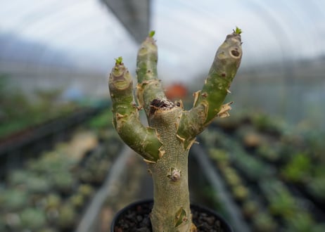 チレコドン　パニキュラータス　Tylecodon paniculatus  No.3