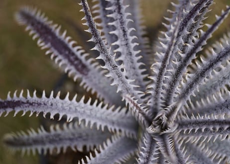 Dyckia (BSF3D11 x Bangkok Star#1)x Nagas PS#02 sueb hybrid